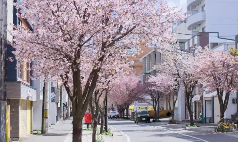 本郷商店街の桜並木、本郷通りが見頃