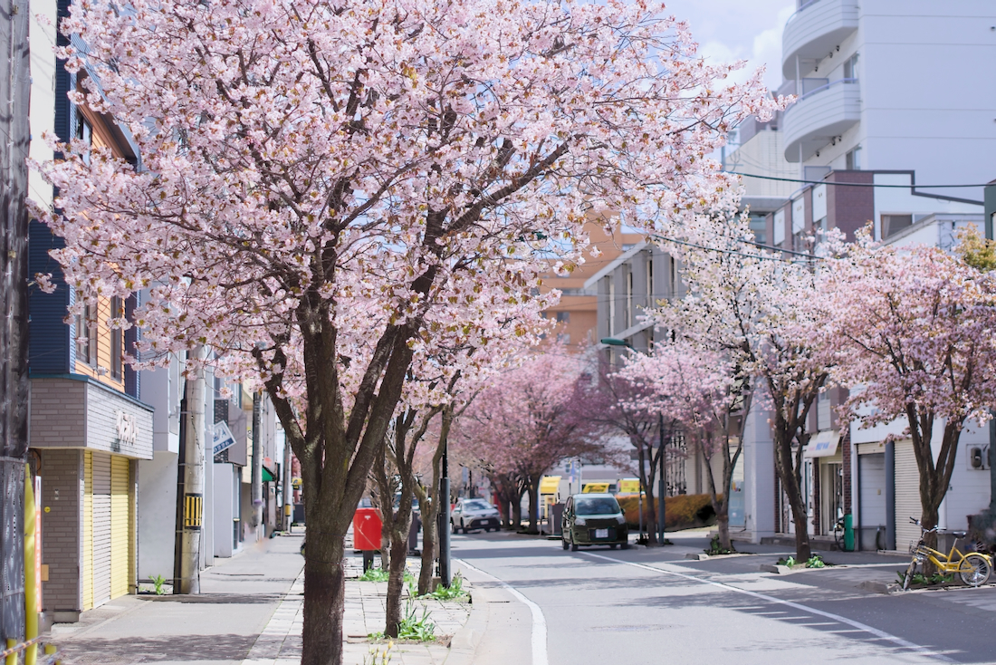 本郷商店街の桜並木、本郷通りが見頃