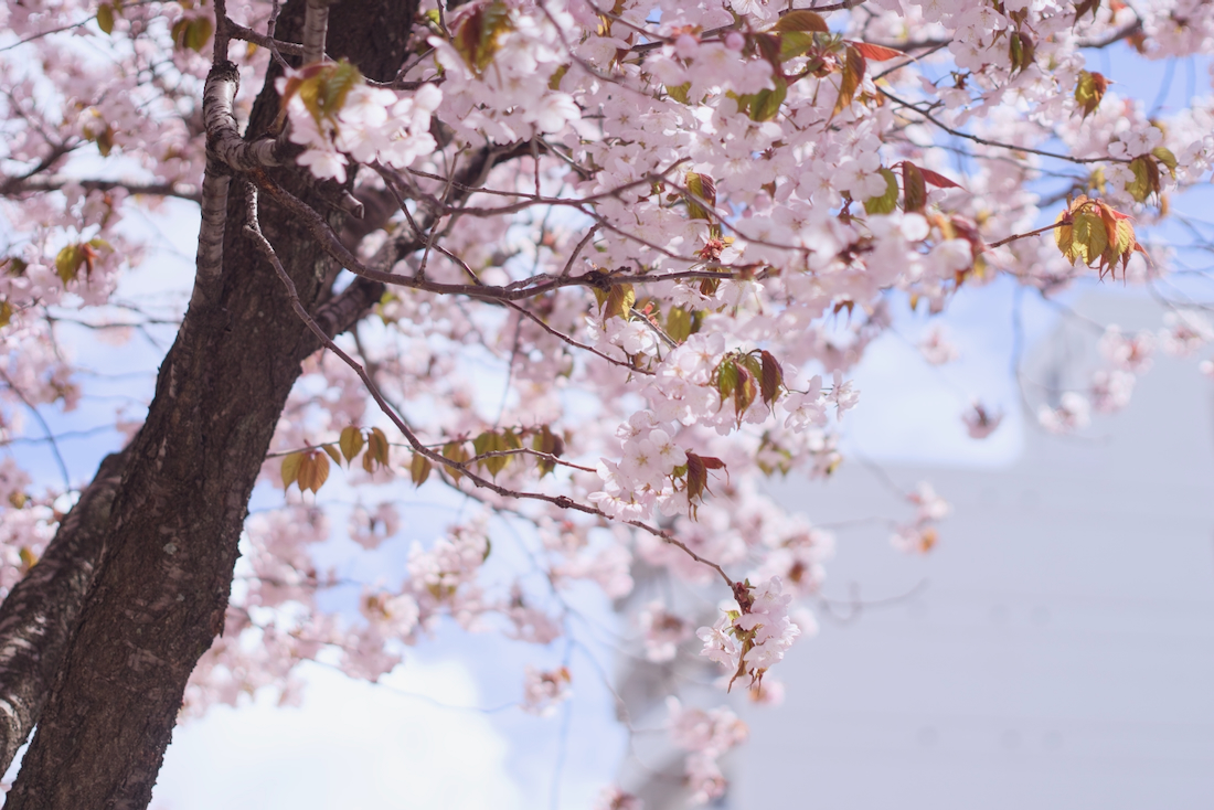 本郷通りの桜並木