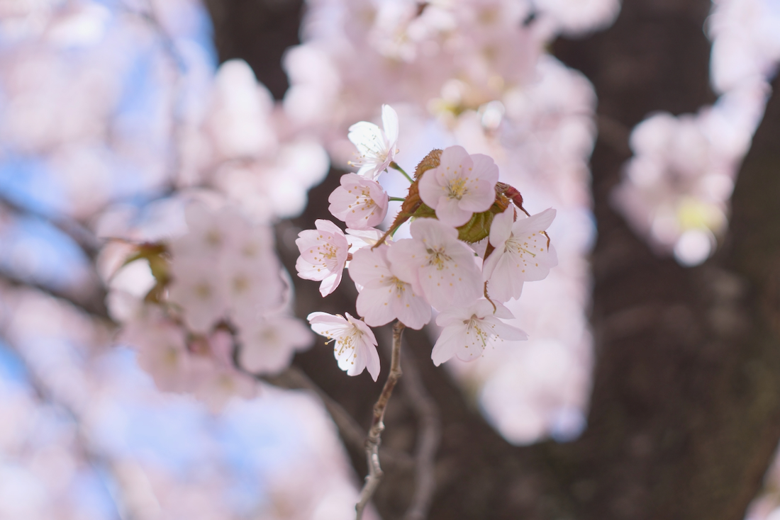 本郷通り商店街の桜並木