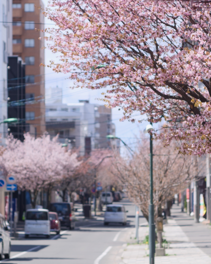 本郷通り、本郷商店街の桜並木
