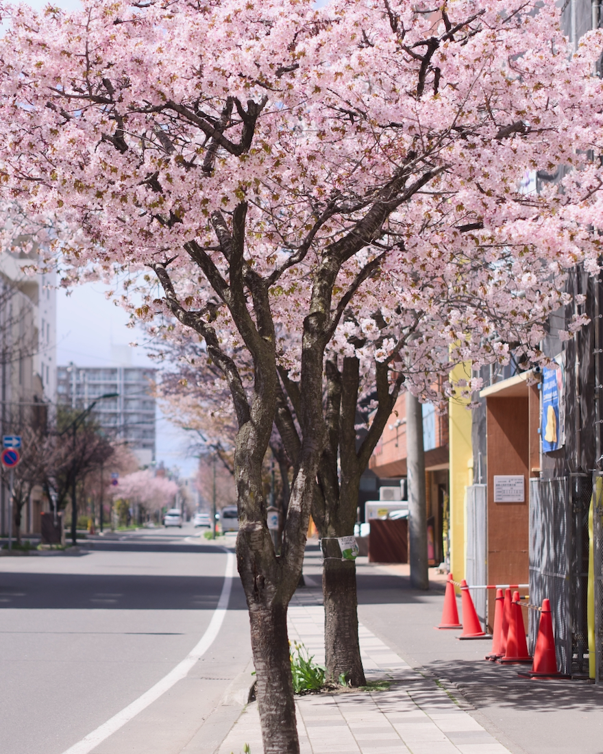 本郷商店街の一方通行の桜並木