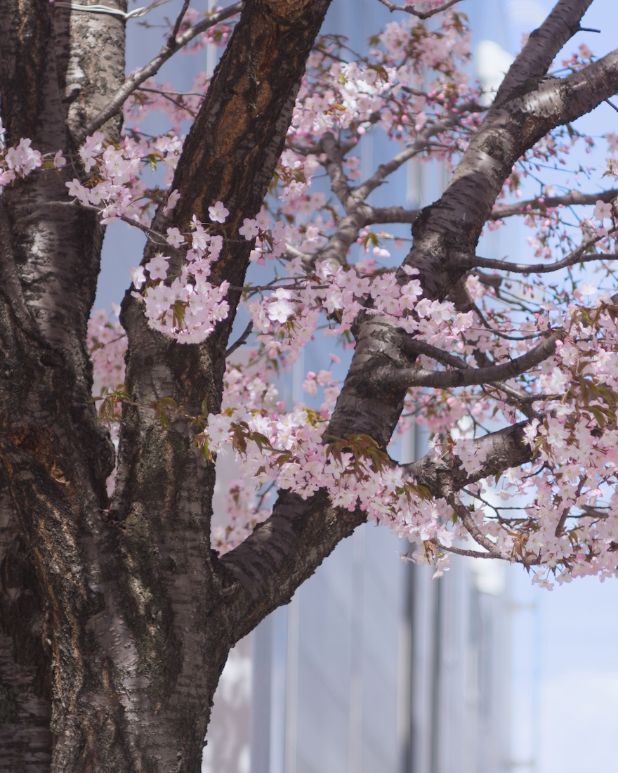 本郷通りの桜並木