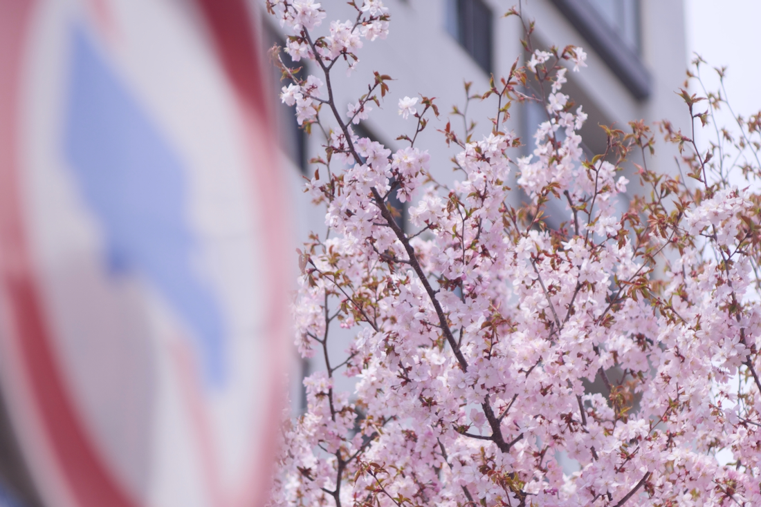札幌市白石区の桜並木