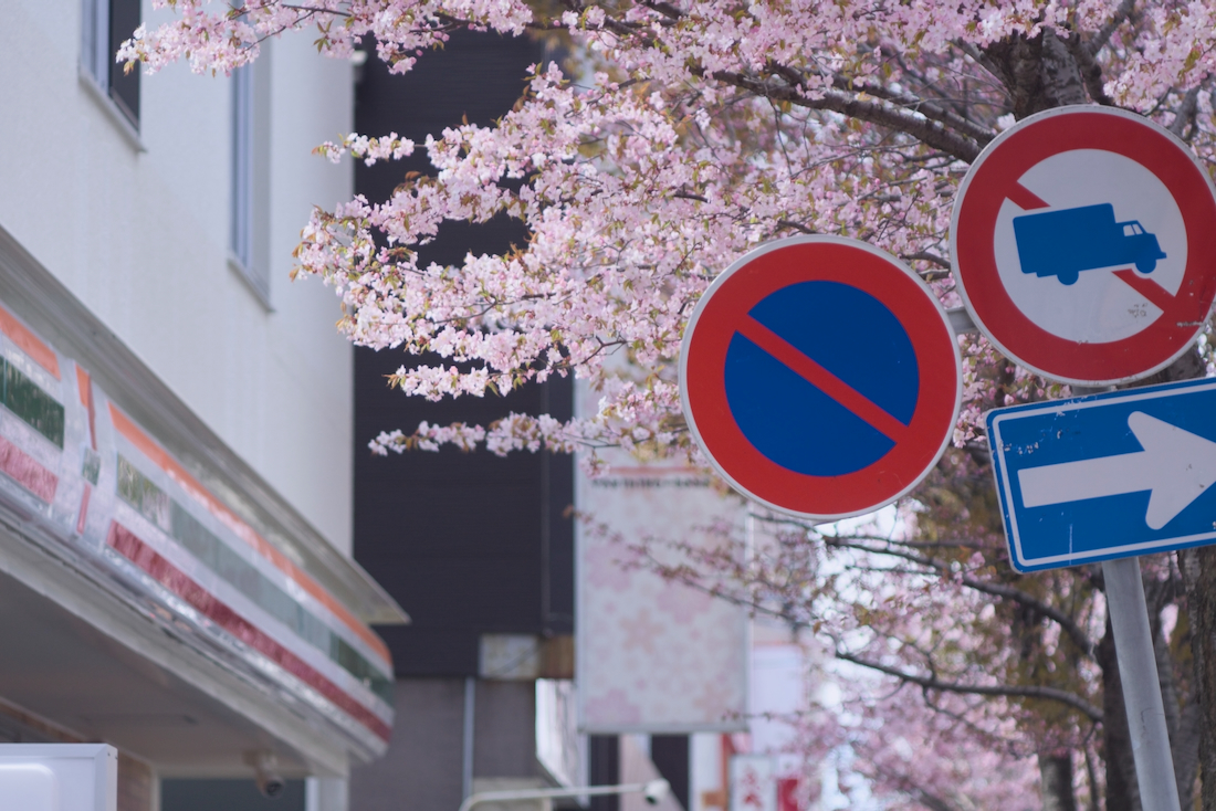 白石区の一方通行の桜並木
