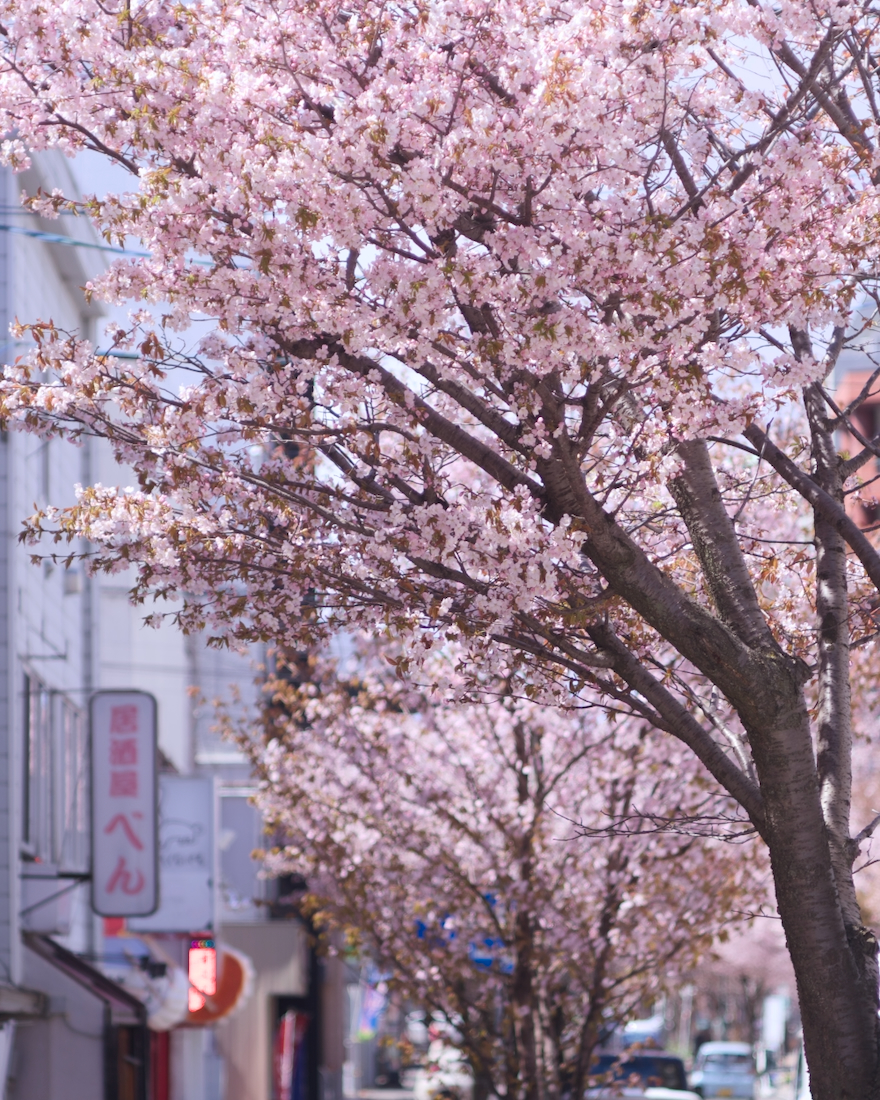 白石区の本郷商店街の桜