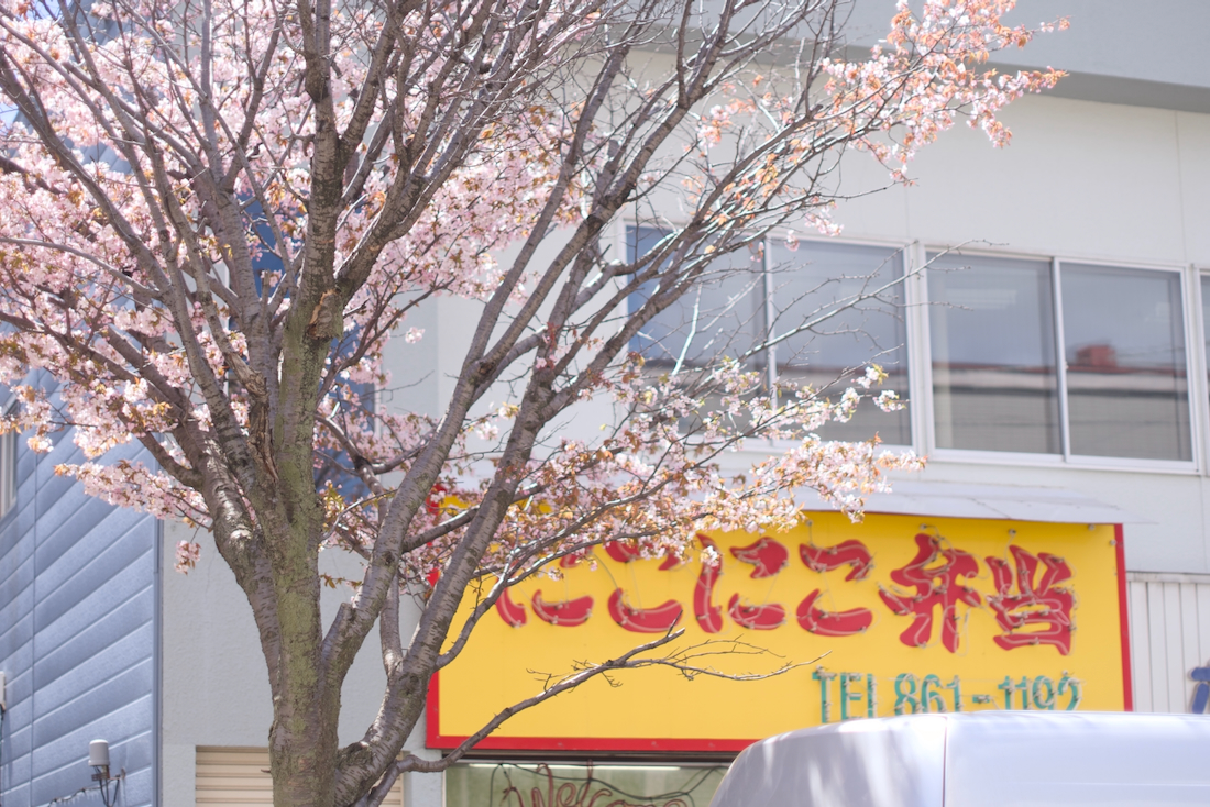 白石区の桜並木