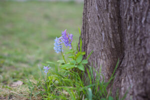札幌市西区の中の川公園のエゾエンゴサク