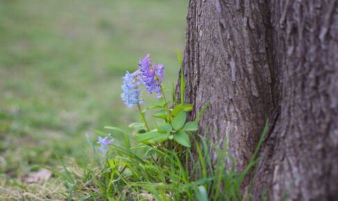 札幌市西区の中の川公園のエゾエンゴサク