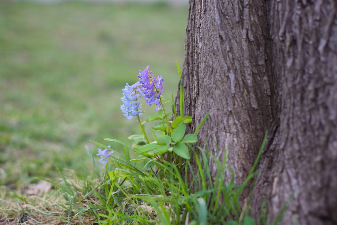 札幌市西区の中の川公園のエゾエンゴサク
