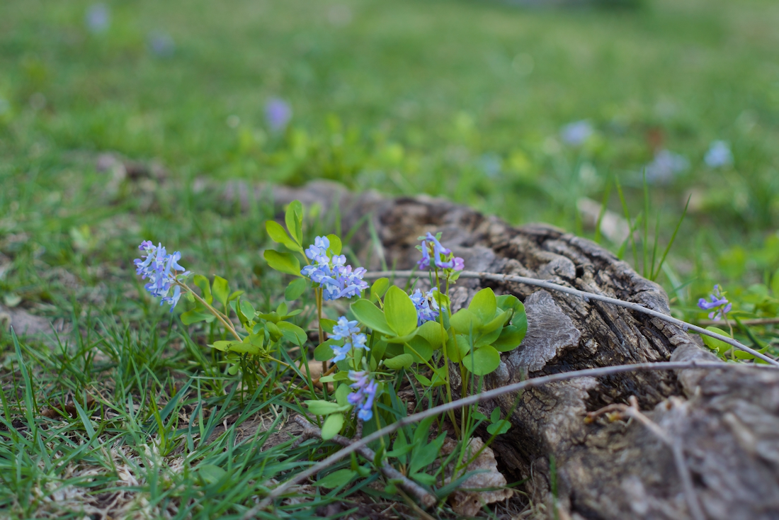 中の川公園のエゾエンゴサク
