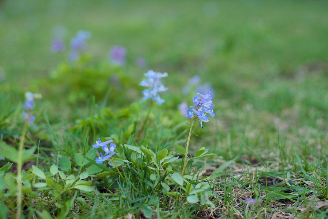 地味だけれど美しいエゾエンゴサクと中の川公園