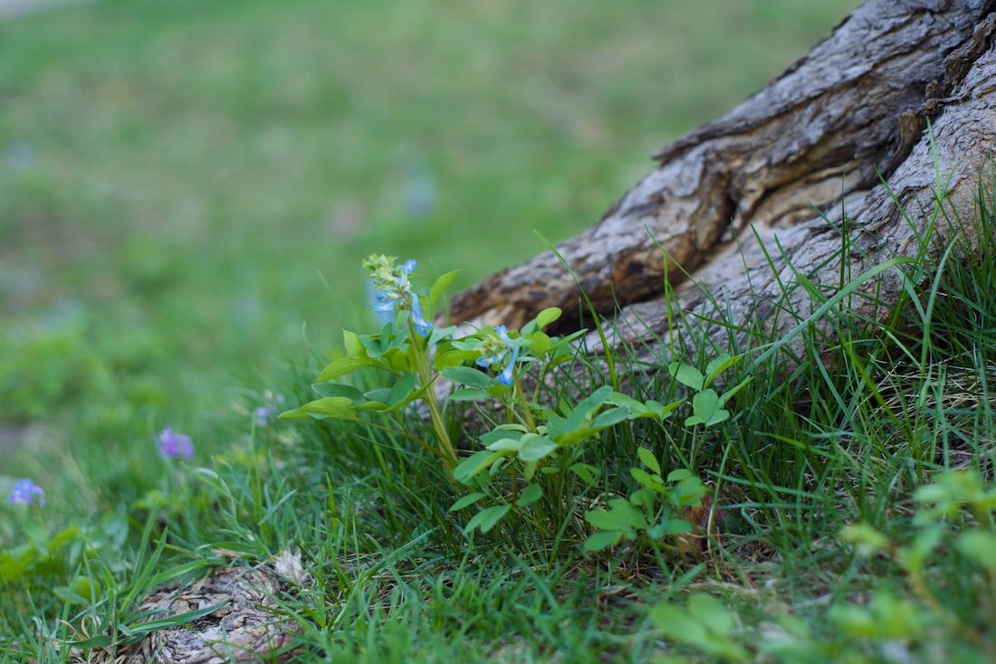 木の根元に生える中の川公園のエゾエンゴサク