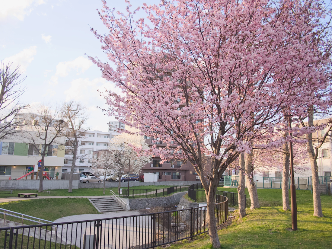 夕方の中の川公園と桜