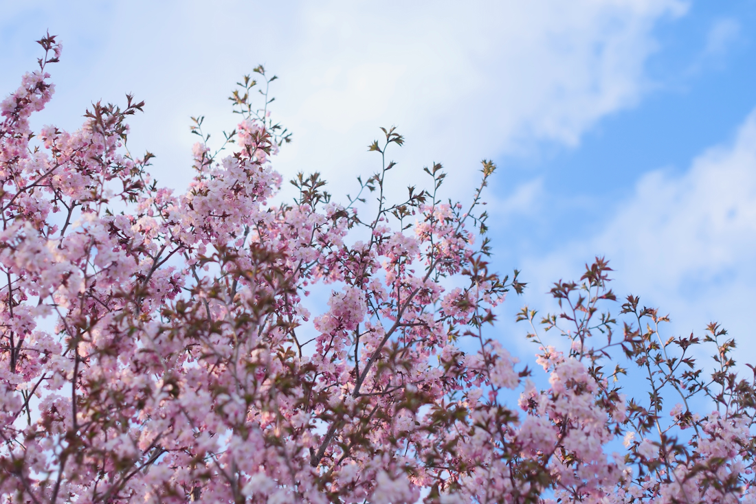 夕方の空と桜と中の川公園