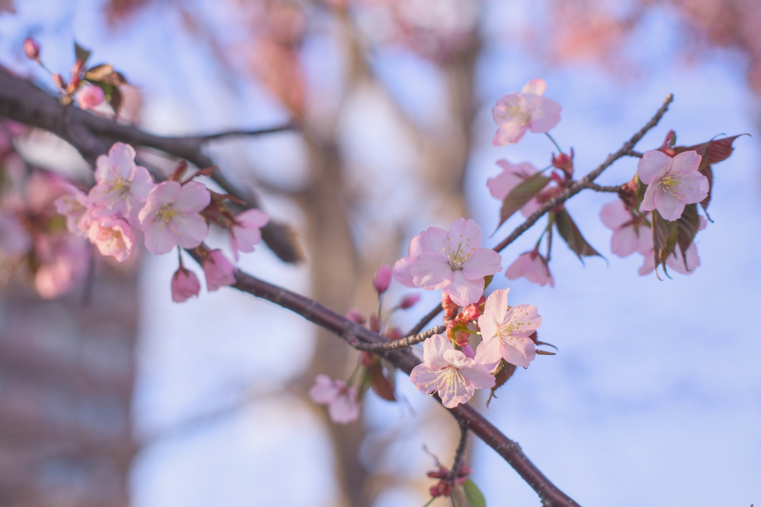 夕方の桜が綺麗な中の川公園