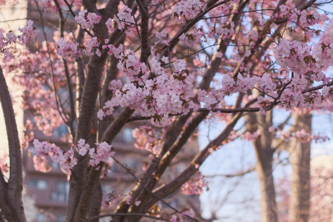 咲き始めの桜と中の川公園
