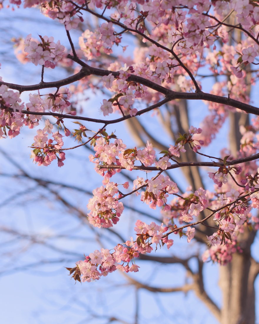 中の川公園の桜