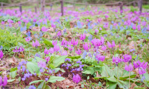 豊平公園のエゾエンゴサクとカタクリの群生