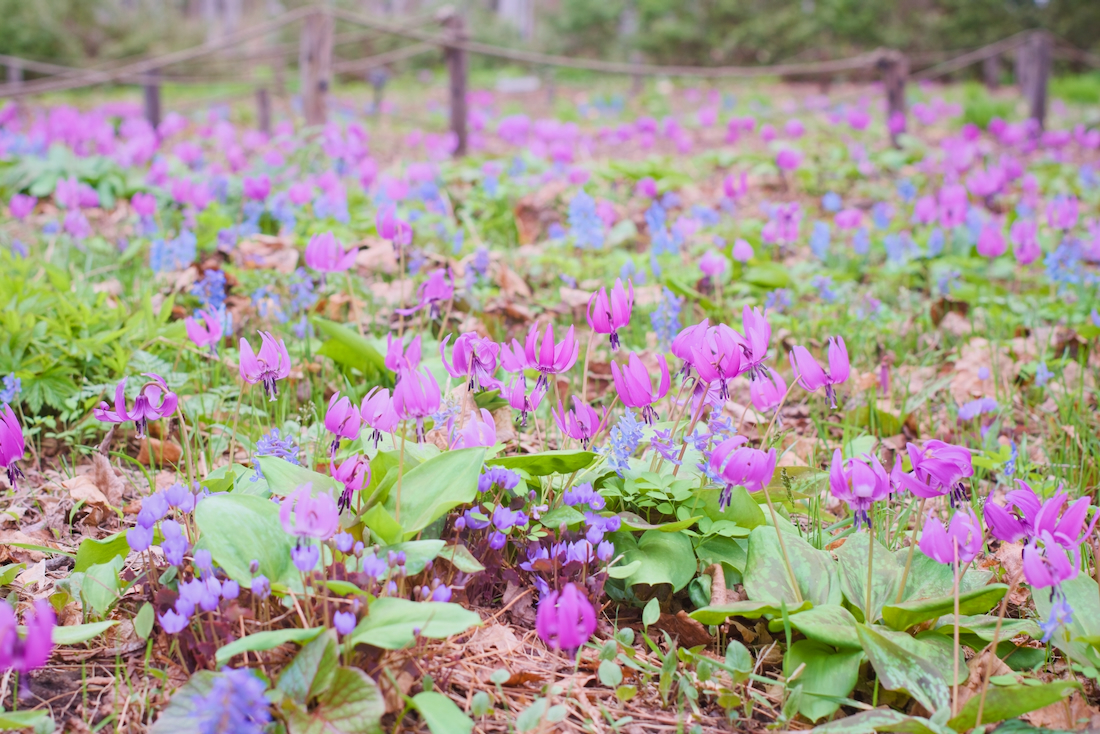 豊平公園のエゾエンゴサクとカタクリの群生