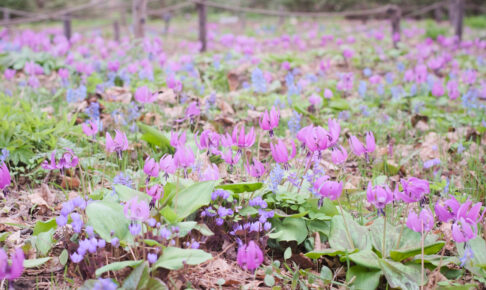 豊平公園のエゾエンゴサクとカタクリの群生