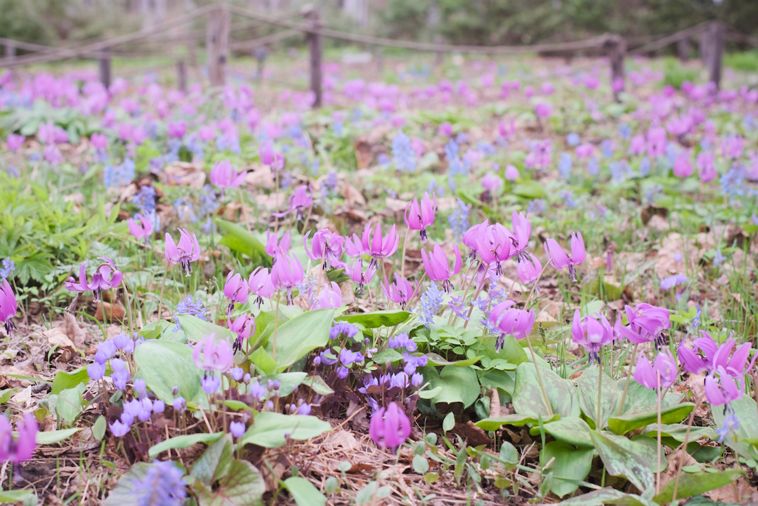 豊平公園のエゾエンゴサクとカタクリの群生