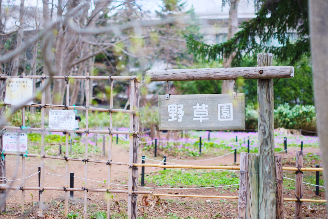 エゾエンゴサクとカタクリの群生は豊平公園の野草園でみられます