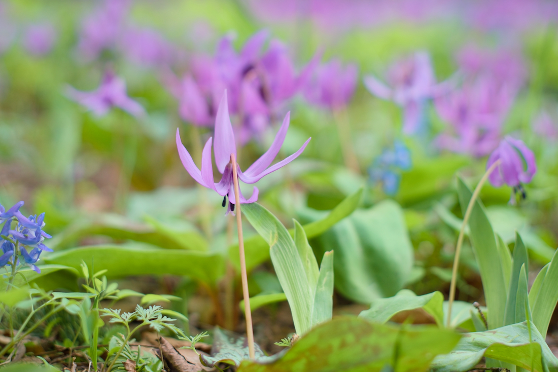 豊平公園のカタクリとエゾエンゴサクの開花と見頃