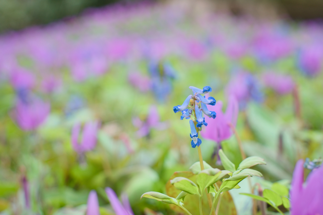 豊平公園のエゾエンゴサクとカタクリの見頃と開花