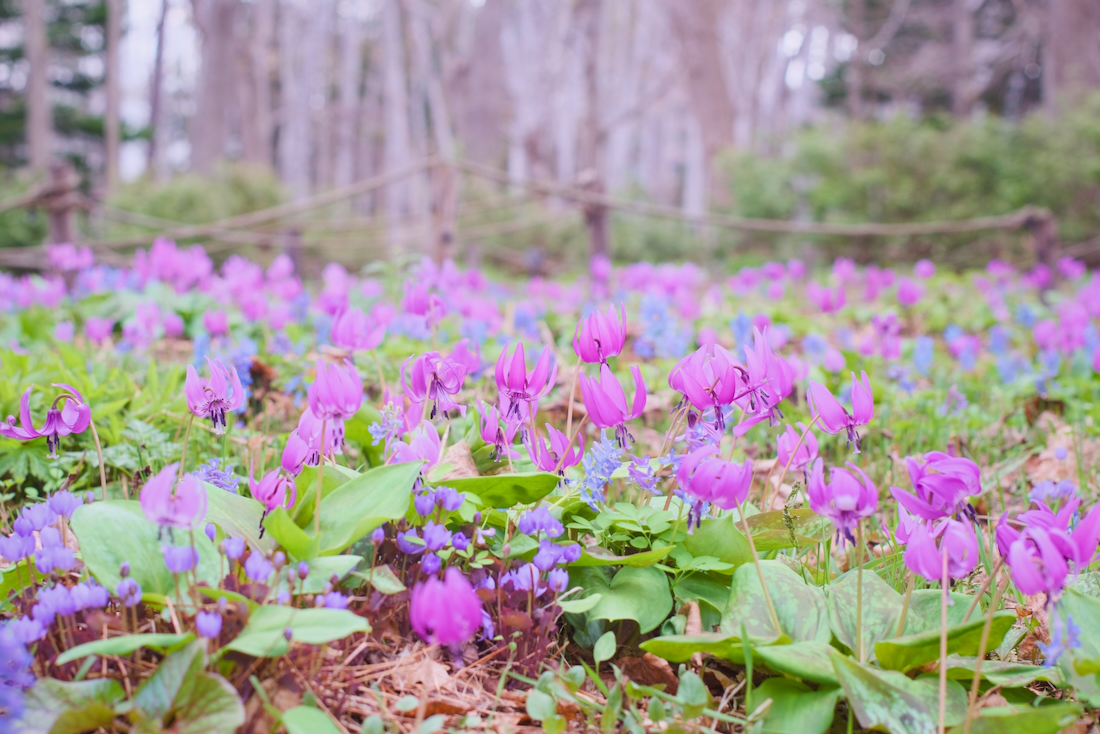 豊平公園の野草園でカタクリとエゾエンゴサクが観られる