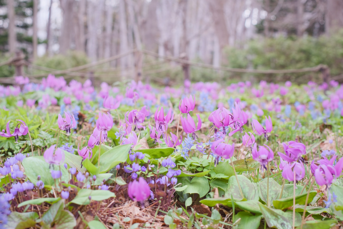 豊平公園の野草園でカタクリとエゾエンゴサクが観られる