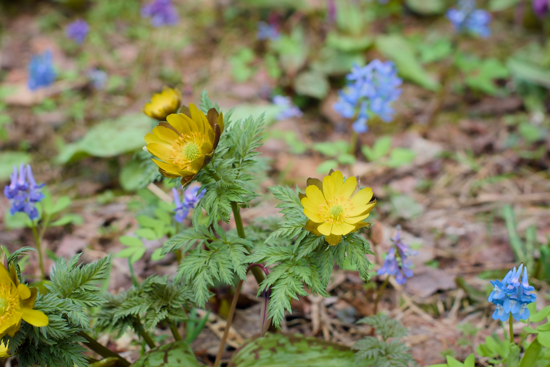 豊平公園の福寿草