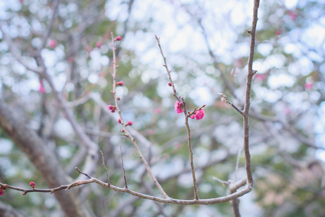豊平公園の梅の花