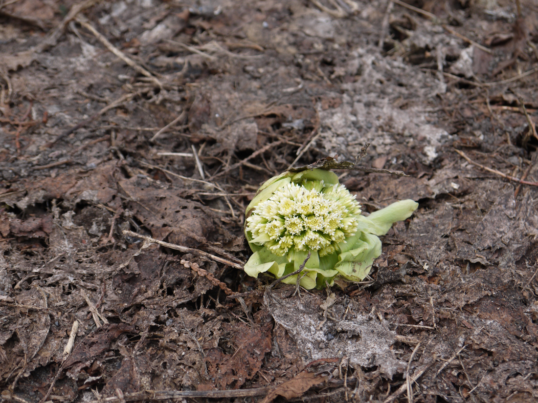 線路沿いのふきのとう