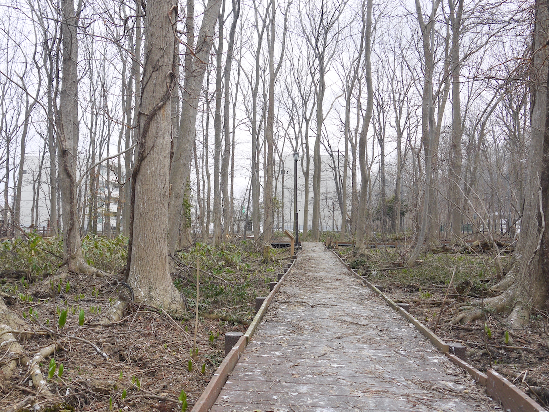 星置緑地の木道