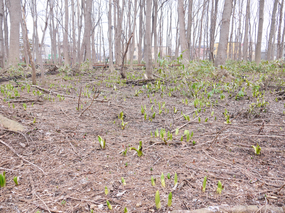 ミズバショウの芽