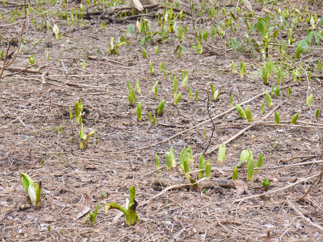 星置緑地のミズバショウ