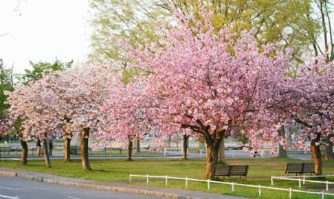 農試公園の遅咲き八重桜と夕方の時間