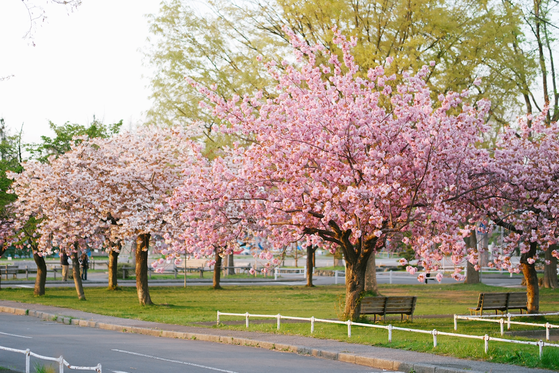農試公園の遅咲き八重桜と夕方の時間
