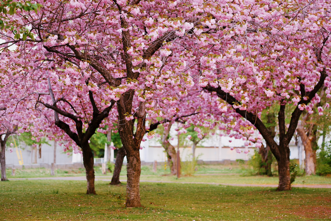 農試公園は札幌西区の桜名所