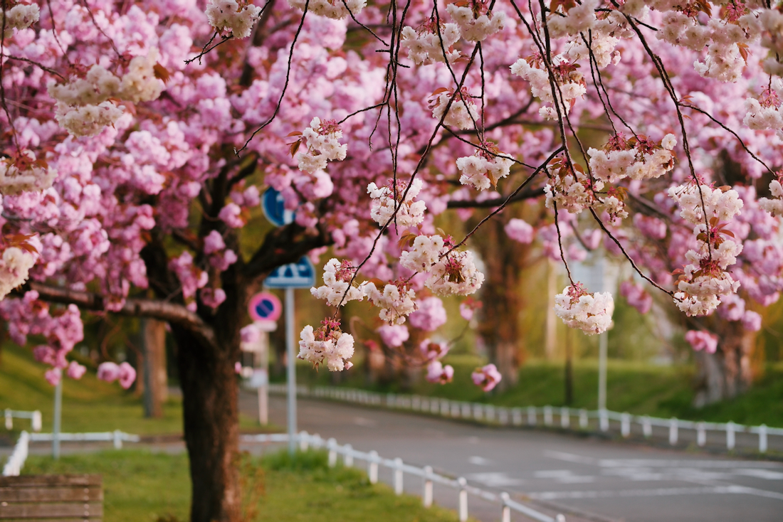 農試公園は夕方の桜が静かに観られる