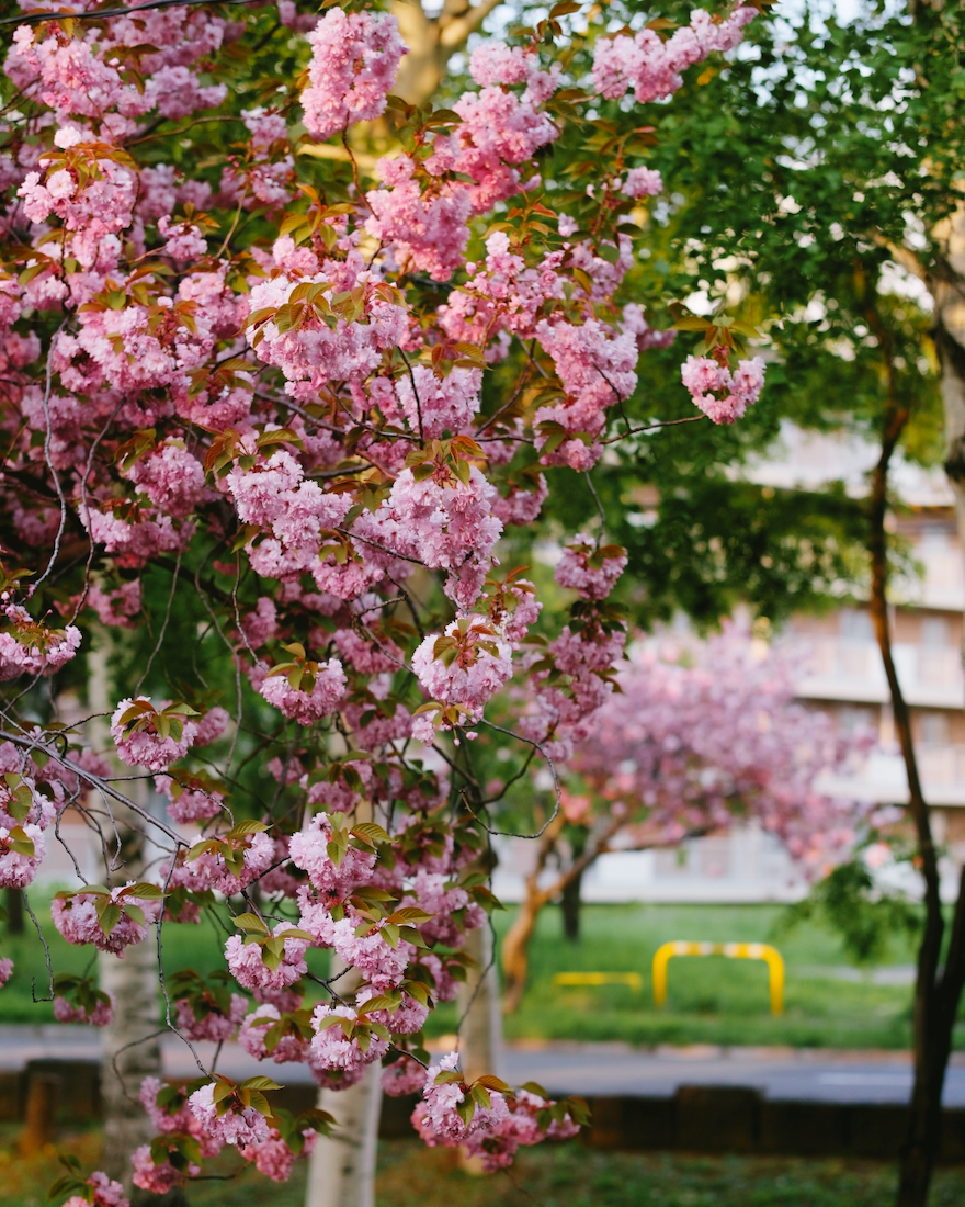 夕方の八重桜が綺麗な農試公園は札幌市西区にある
