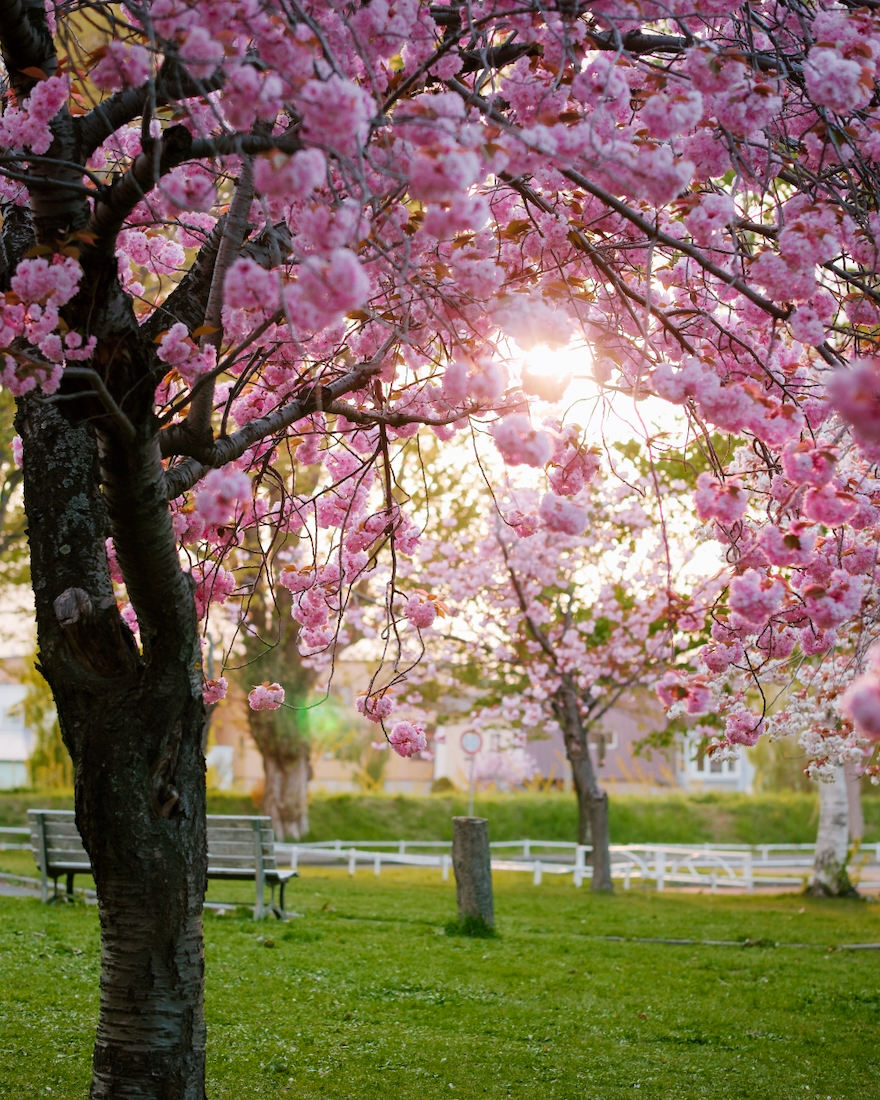 農試公園の夕方の八重桜が美しい