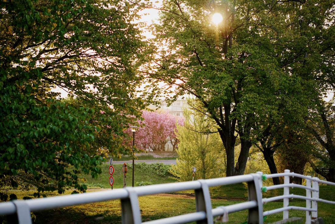 夕方の農試公園と美しい八重桜