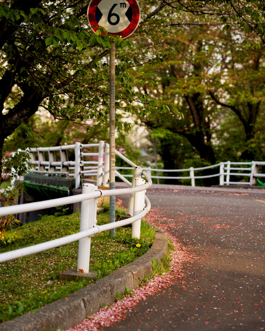 早咲きの桜の舞い落ちた花びらと札幌西区の農試公園