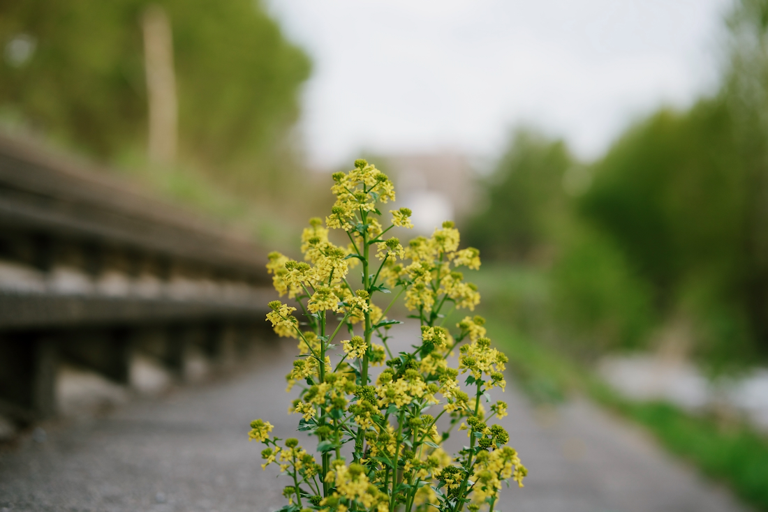 琴似発寒川の護岸の階段