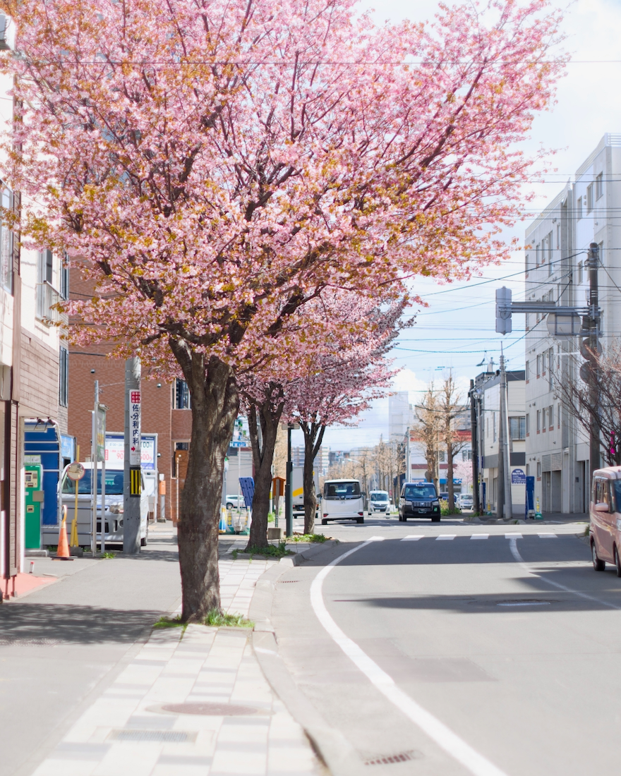 本郷通り商店街の桜並木