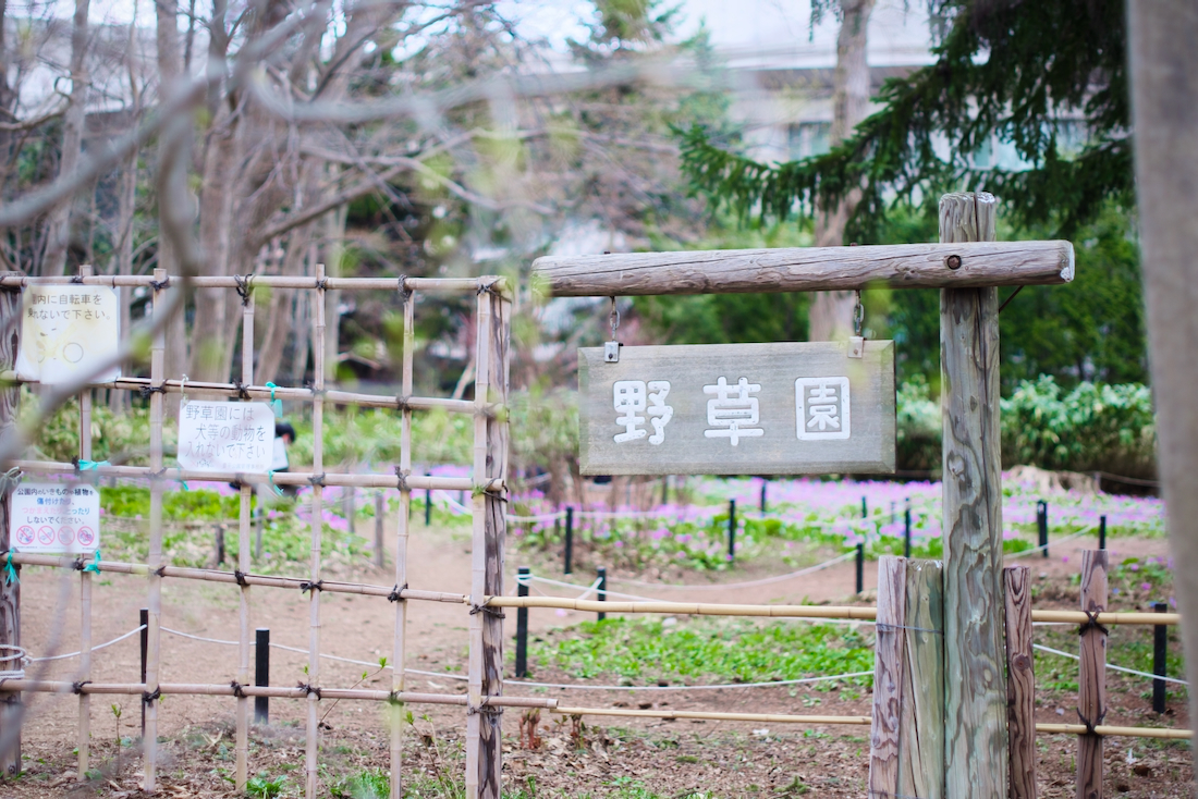 エゾエンゴサクとカタクリの群生は豊平公園の野草園でみられます