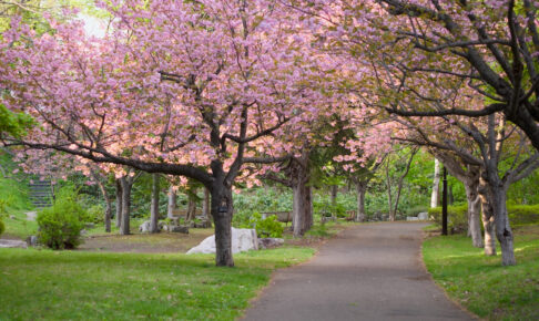 西野緑道5月の八重桜は遅咲き