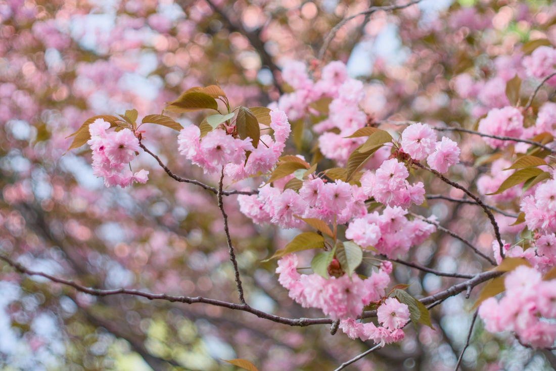 八重桜の花びら